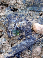 Coconympha iriarcha