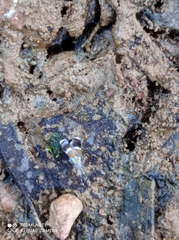 Coconympha iriarcha