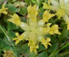 Trifolium fucatum