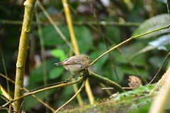 Certhidea fusca