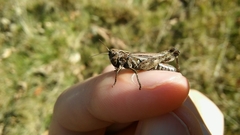 Omocestus haemorrhoidalis