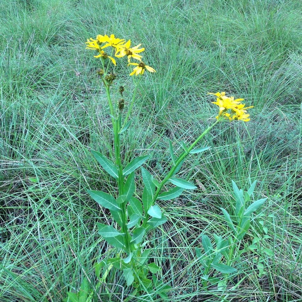 Verbesina ovata