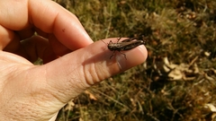 Omocestus haemorrhoidalis