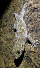 Pachydactylus haackei