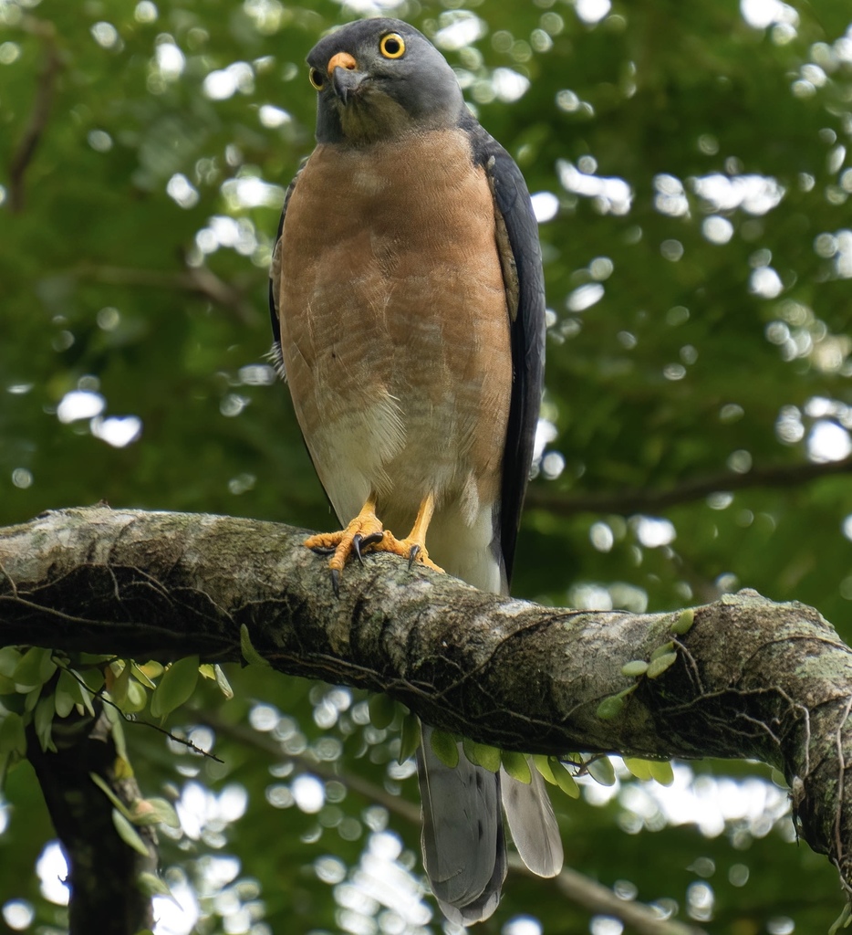 Chinese Sparrowhawk (Tachyspiza soloensis) · iNaturalist