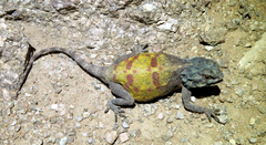 Agama anchietae