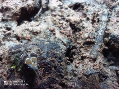 Coconympha iriarcha