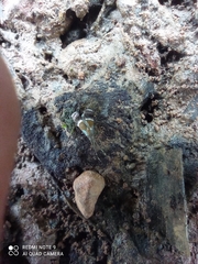 Coconympha iriarcha
