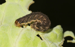 Mamestra brassicae
