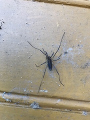 Odiellus troguloides