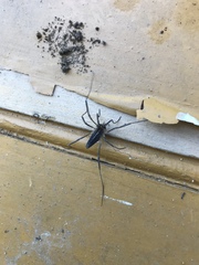 Odiellus troguloides