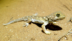 Ptenopus garrulus maculatus