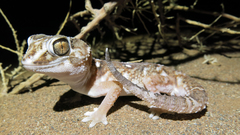 Chondrodactylus angulifer