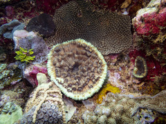 Mycedium elephantotus