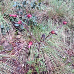 Cirsium anartiolepis