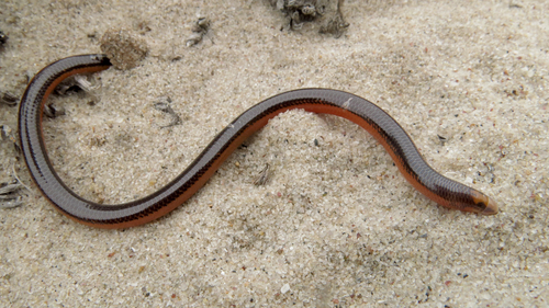 Lined Lance Skink, Acontias lineatus