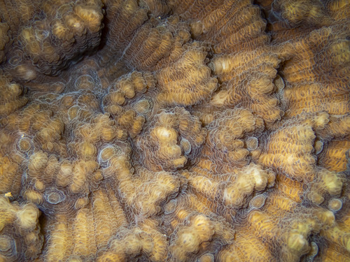 Mycedium elephantotus