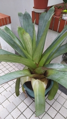 Alcantarea imperialis