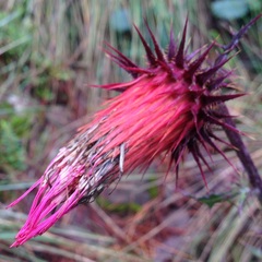 Cirsium anartiolepis