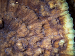 Mycedium elephantotus