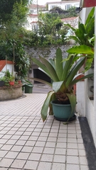 Alcantarea imperialis