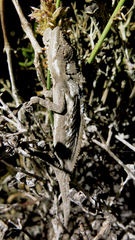 Bradypodion occidentale