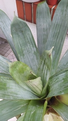 Alcantarea imperialis