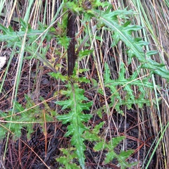 Cirsium anartiolepis