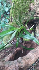 Cleisostoma paniculatum