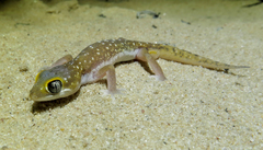 Pachydactylus austeni