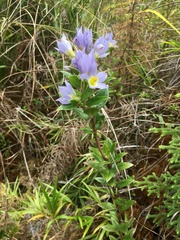 Gentianeae