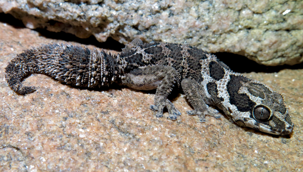 Barnard’s Rough Gecko