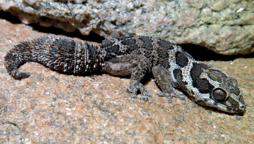 Barnard's Rough Gecko, Pachydactylus barnardi