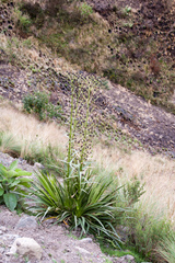 Eryngium rauhianum