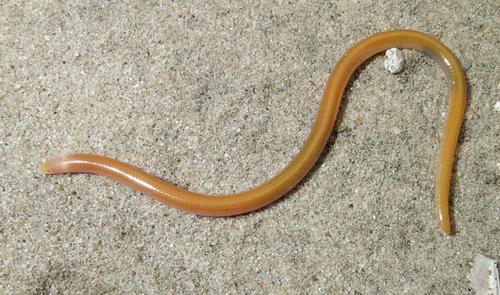 Boulenger's Legless Skink