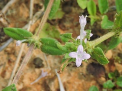 Spermacoce articularis