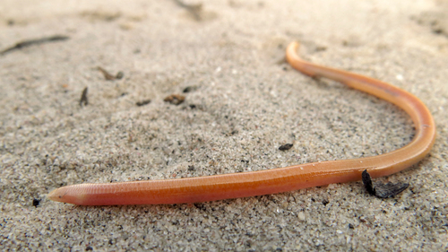 Boulenger's Legless Skink, Typhlosaurus vermis