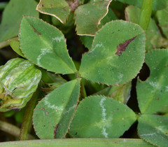 Trifolium fucatum