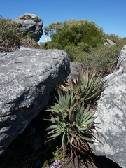 Aloe succotrina