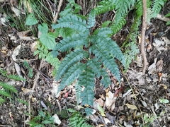 Arachniodes rhomboidea