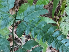 Arachniodes rhomboidea