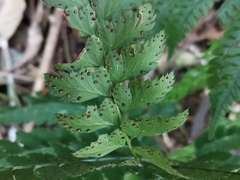 Arachniodes rhomboidea