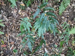 Arachniodes rhomboidea