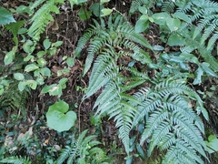 Dryopteris