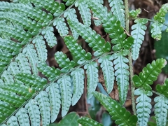 Dryopteris