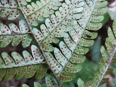 Dryopteris