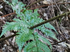 Dryopteris