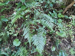 Dryopteris