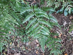 Dryopteris
