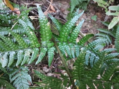 Dryopteris
